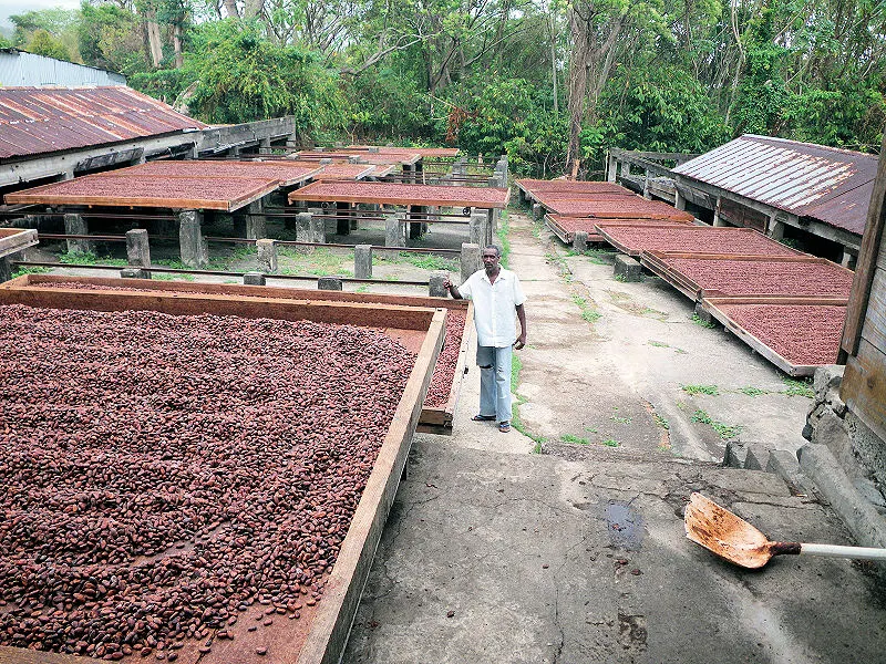 Cacao durable: le gouvernement camerounais veut relever le niveau de vie des producteurs