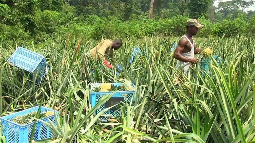 Recensement général de l’agriculture et de l’élevage au Cameroun: les bailleurs de fonds vont financer les opérations à hauteur de 6 milliards de Fcfa