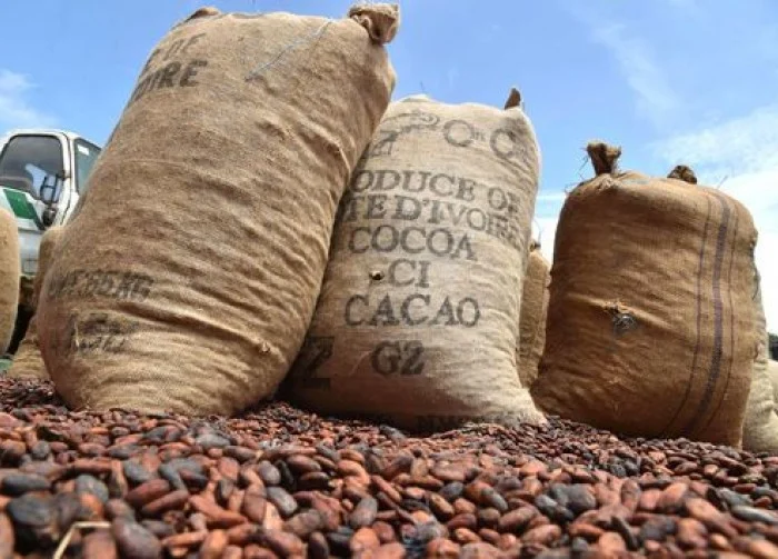 Cameroun : le kilogramme du cacao atteint un prix record de 4225 Fcfa